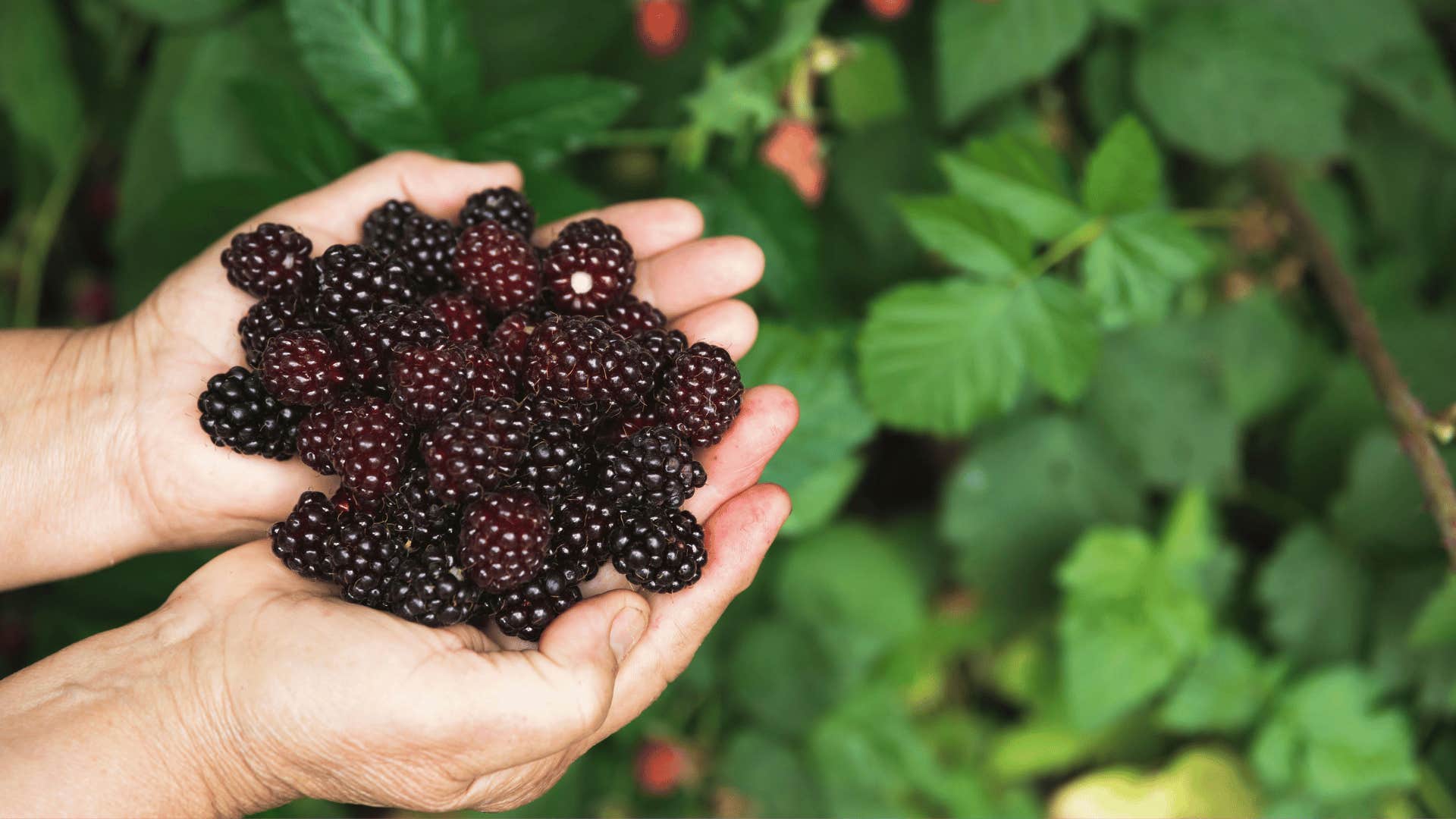 cancer prevention by eating berries