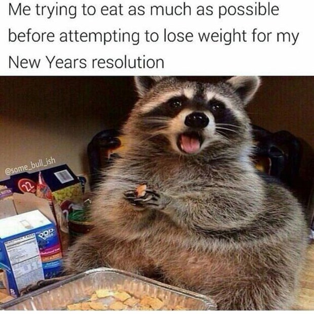 raccoon new year meme new years memes