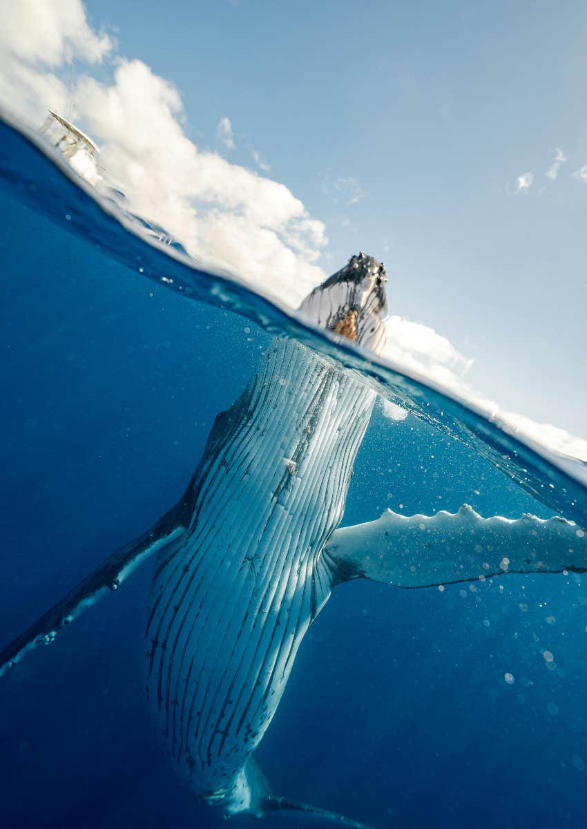 whales showing up good news world